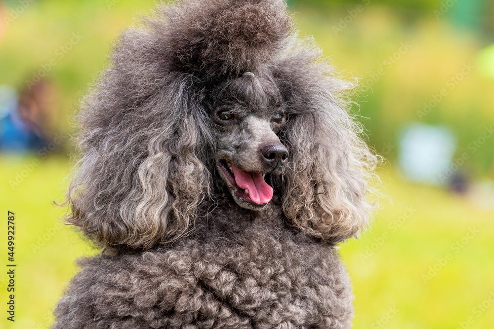 Gray fluffy poodle with open mouth and friendly look, portrait of a funny dog