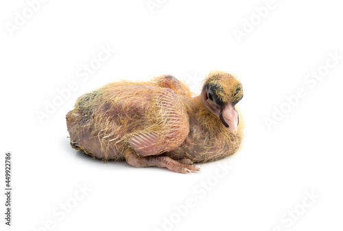 Newborn young pigeon baby on an isolated white background close up