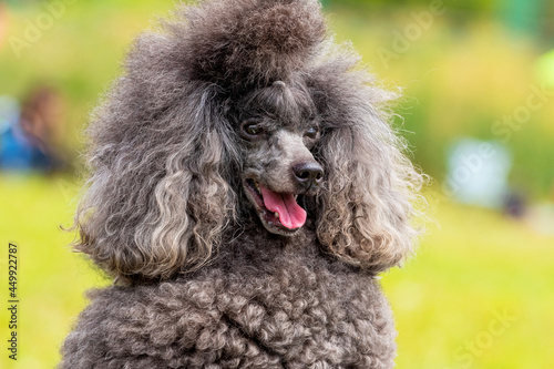 Gray fluffy poodle with open mouth and friendly look, portrait of a funny dog
