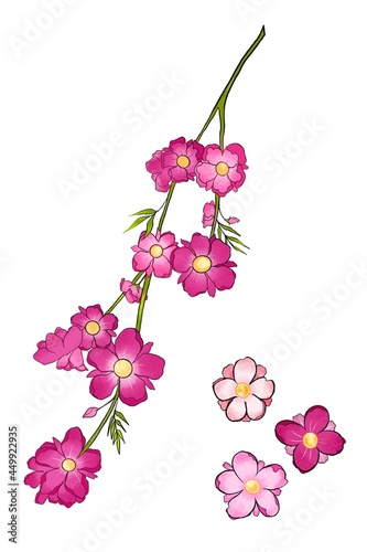 flowers on white background