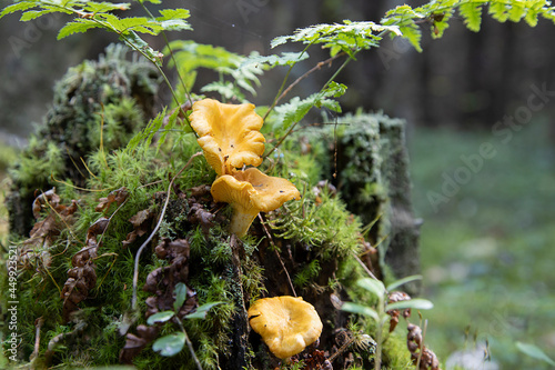 edible mushrooms that grow on a tree covered with moss. chanterelles are photographed in close-up.