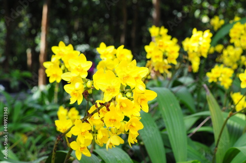 yellow Spathoglottis plicata Blume orchid