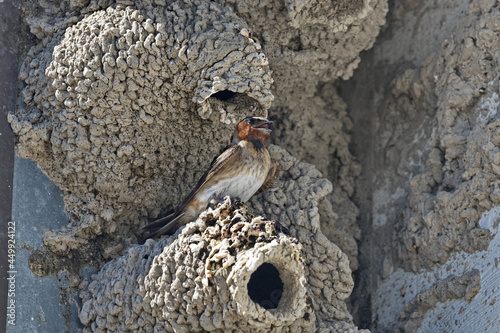 Cliff swallow perched at mud nest opening in Utah at Bear River Migratory Bird Refuge photo