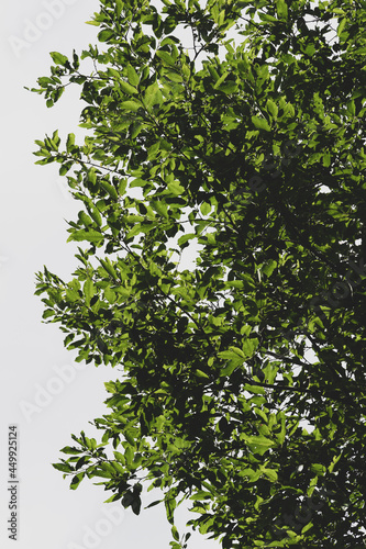 Foilage of Salix, Norway. © Øyvind