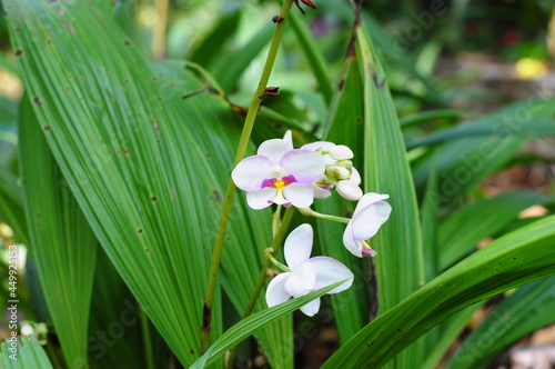 white Spathoglottis plicata Blume orchid