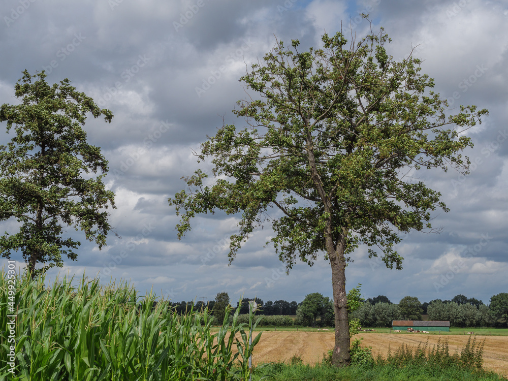 Fototapeta premium Sommerzeit im westlichen Münsterland