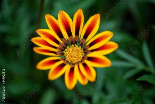 Beautiful gazania of yellow and red tones with a large green bokeh in the background