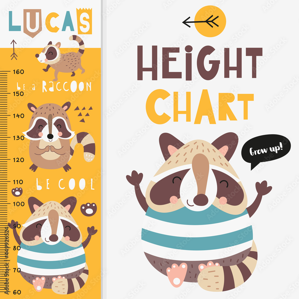Kids height measure with cute forest raccoon. Heights for school, kindergarten, nursery design. Vector illustration. Woodland animals.