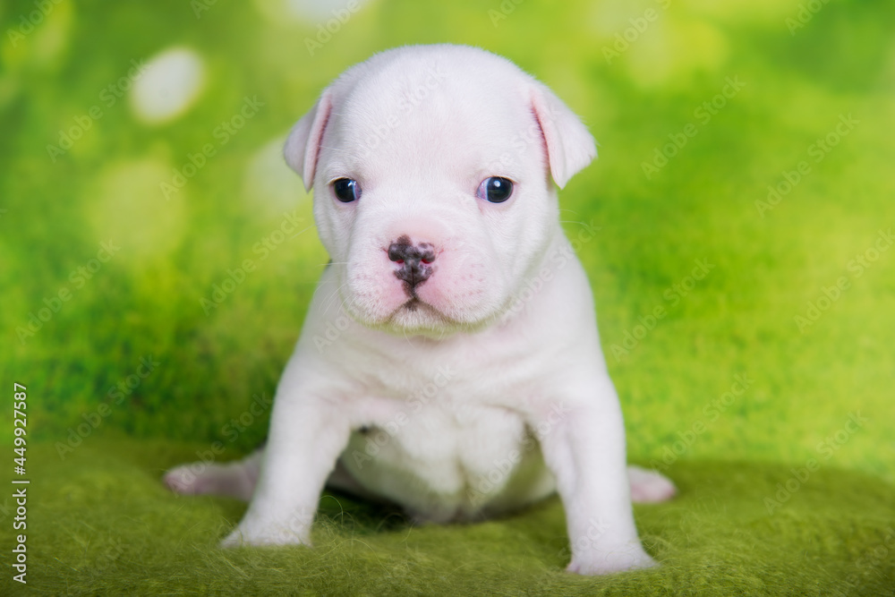 White American Bullies puppy on green background