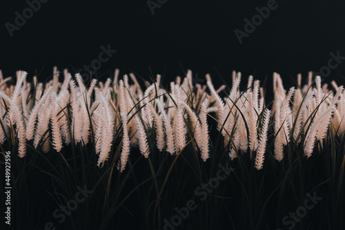 Beige dried flowers on a black background. Details of nature and autumn inspiration