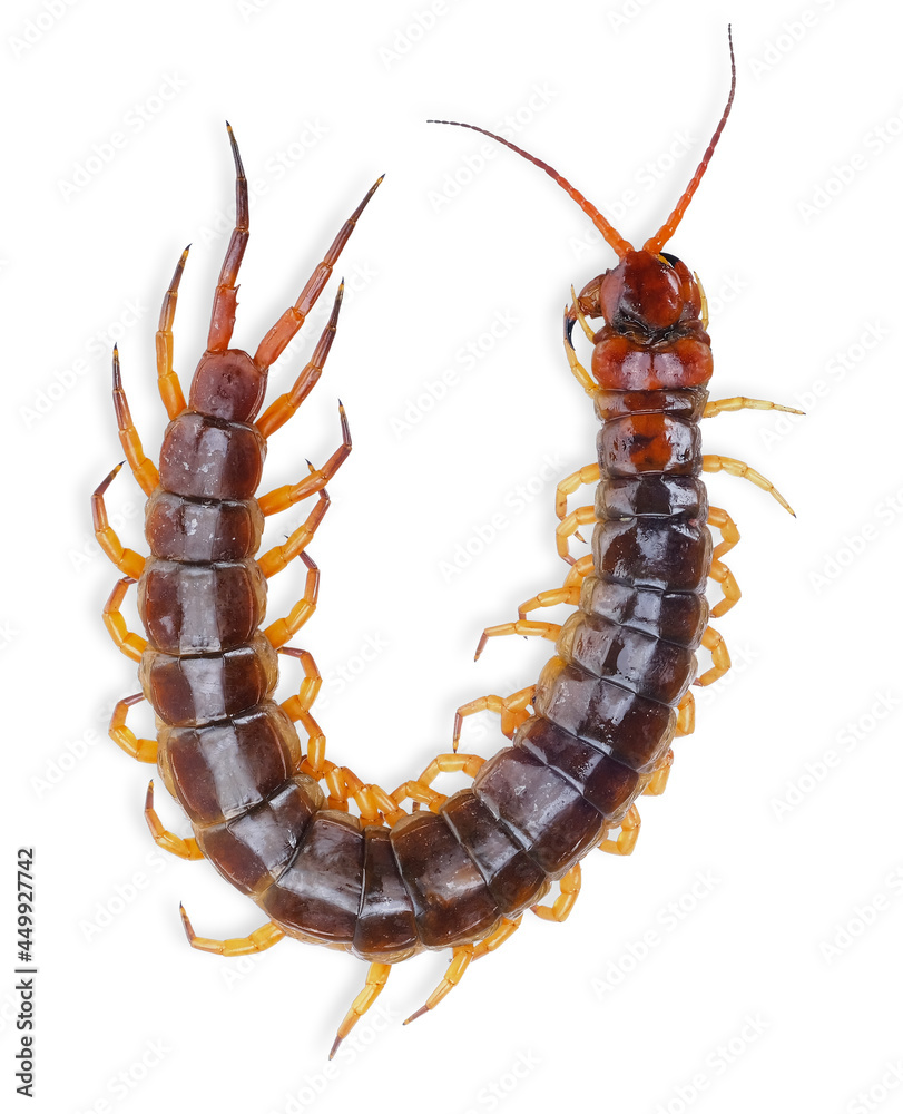 Fototapeta premium giant centipede isolated on white background