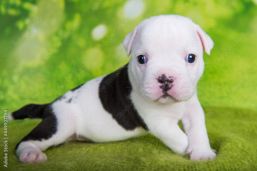 White black American Bullies puppy on green background