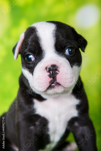 White black American Bullies puppy on green background © zanna_