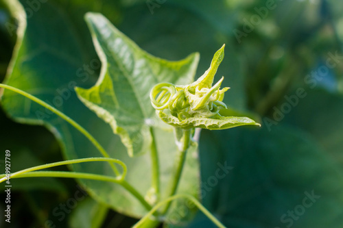 Close up of a edible Chayote vine new shoot. Also known as mirliton, güisquil, pipinola and choko. Scientific name of Sechium edule. Used in Philipino cooking, and other cultures around the world photo