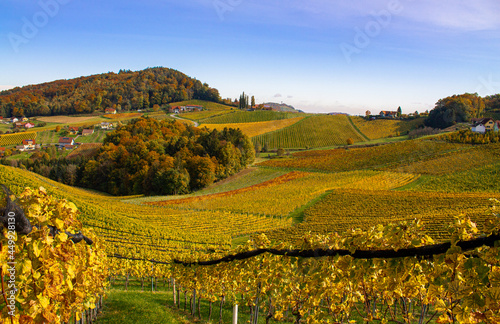 Colourful vineyards in autumn in Styria