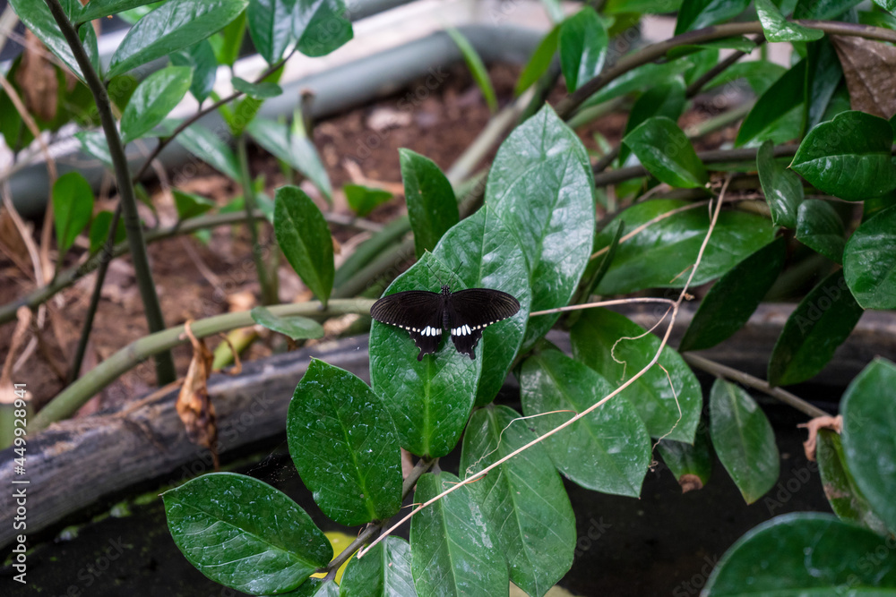 Snapshot from the The Aktiengesellschaft Cologne Zoological Garden in Cologne black butterfly on leaf Snapshot from the The Aktiengesellschaft Cologne Zoological Garden in Cologne black butterfly on leaf