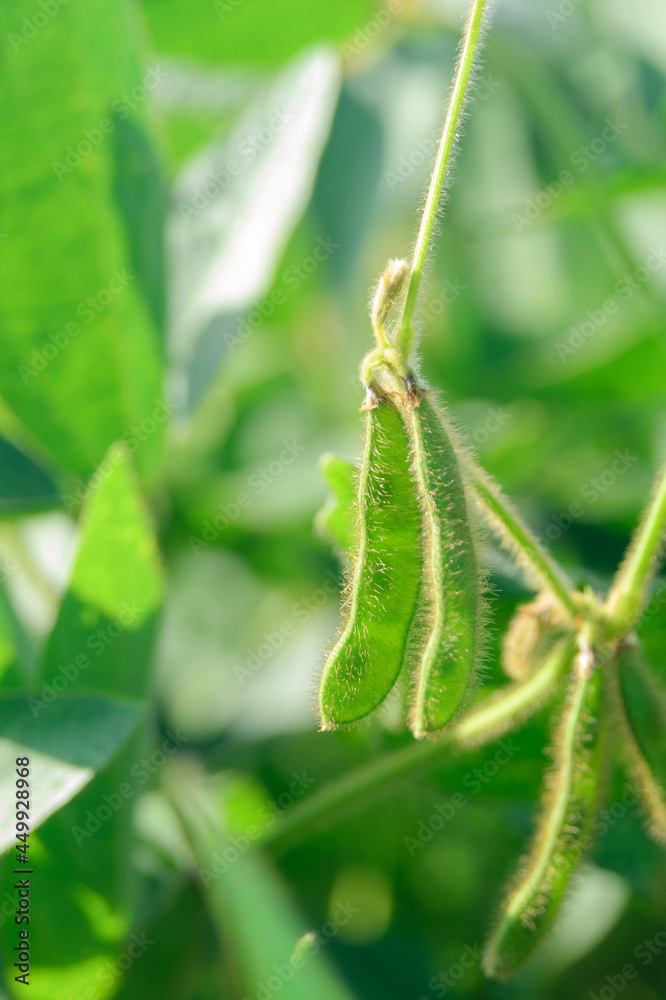 Glycine max forage and technical culture in the field. Agricultural business Glycine max forage and technical culture in the field. Agricultural business