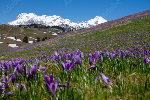 Spring landscape with blooming flowers and mountains