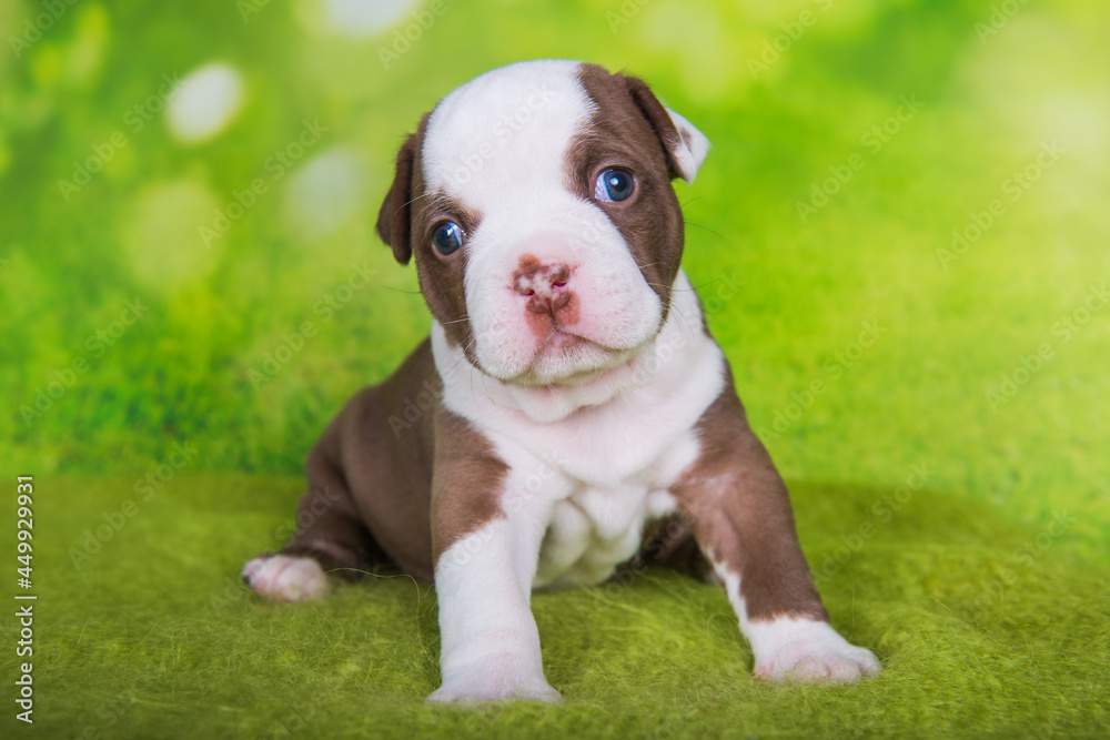 Funny American Bullies puppy on green background