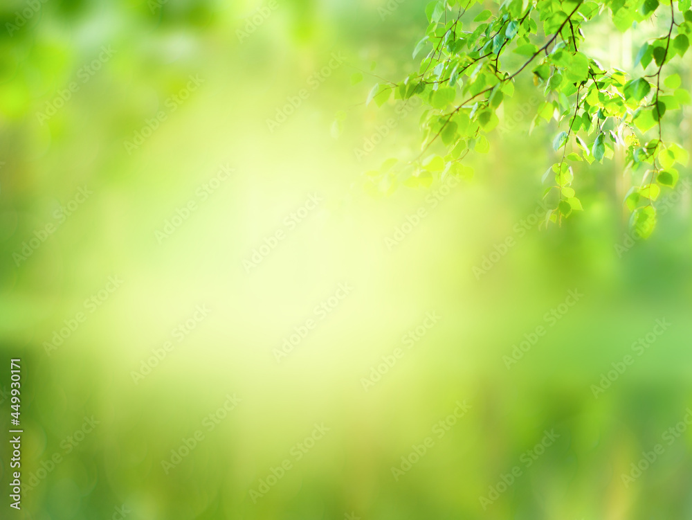 Summer green natural blurred background Summer green natural blurred background