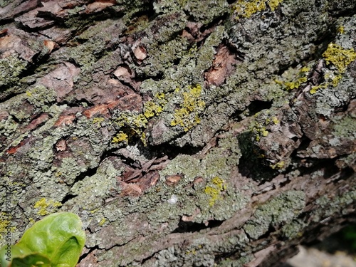 bark of a tree