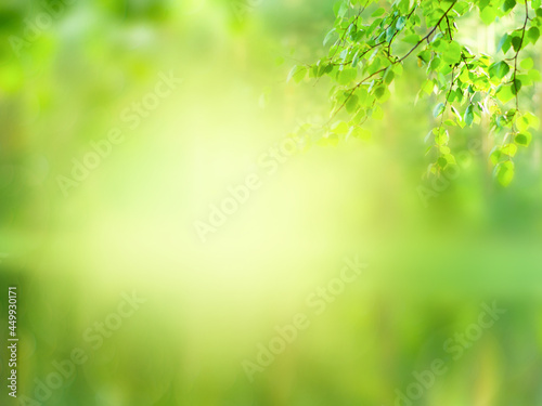 Summer green natural blurred background 