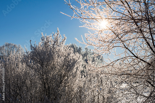 Wallpaper Mural Sunlight filters through branches covered with hoar frost on winter morning in Waukesha County, Wisconsin. Torontodigital.ca