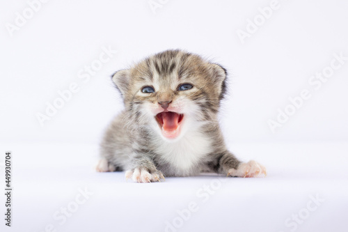 Gray newborn cute kitten crying