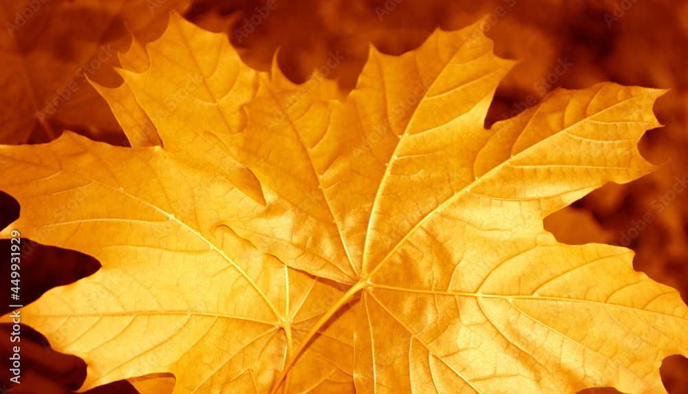 custom made wallpaper toronto digitalautumn landscape with bright colorful foliage. Indian summer.