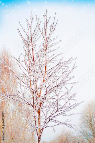 Frozen winter forest with snow covered trees. outdoor. Birch tree.