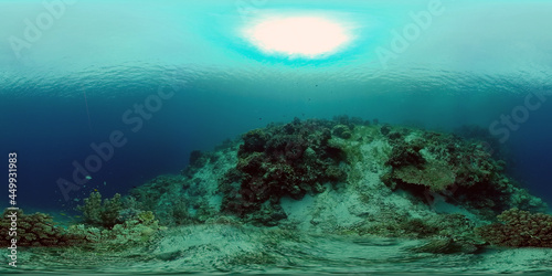 Fototapeta Naklejka Na Ścianę i Meble -  Underwater Colorful Tropical Fishes. Tropical underwater sea fishes. Philippines. Virtual Reality 360.