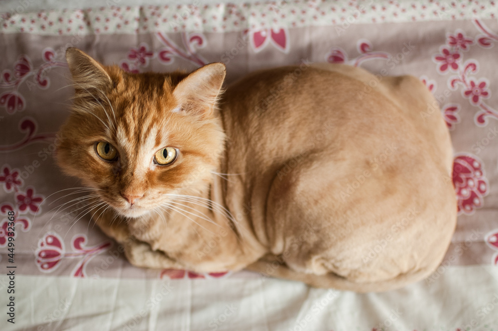 Domestic cat with ginger fur is lying on the bed after grooming and trimming during summer, animal care concept