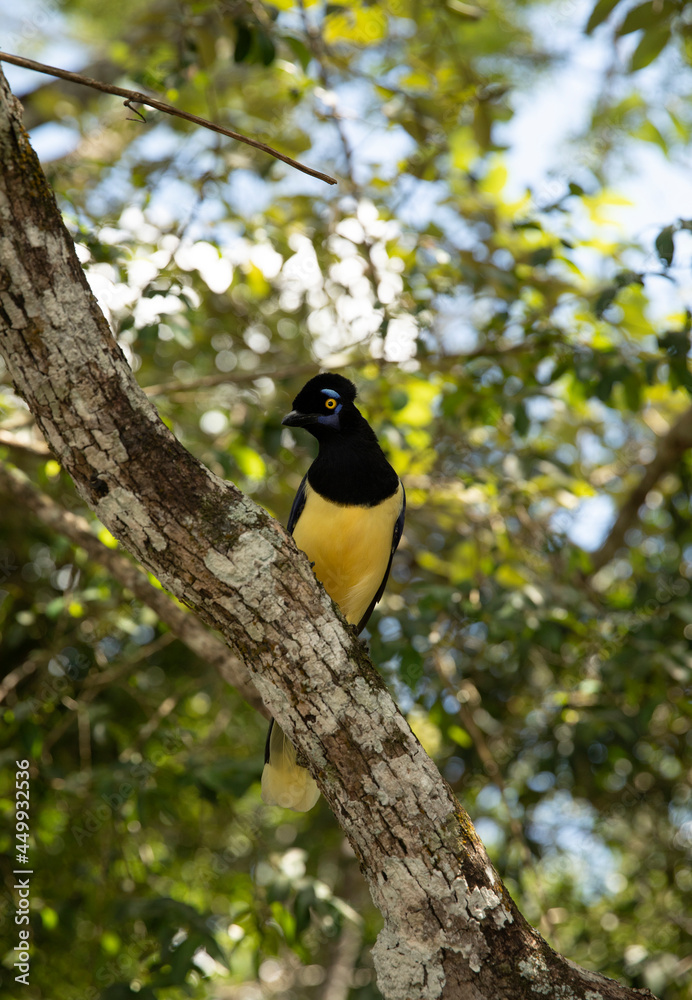 South American wildlife. Birdwatching. Closeup view of a colorful Cyanocorax chrysops, also known as Plush-crested jay, sitting on a branch in the tropical forest. South American wildlife. Birdwatching. Closeup view of a colorful Cyanocorax chrysops, also known as Plush-crested jay, sitting on a branch in the tropical forest.