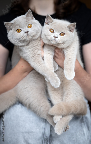 Britisch Kurzhaar Katzen Kitten Katzenbaby