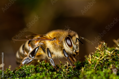 Honey bee on the moss.