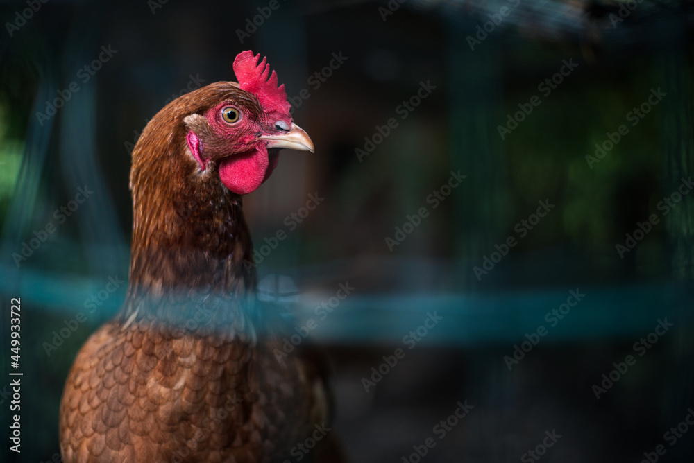  Brown chicken portrait in hen fence