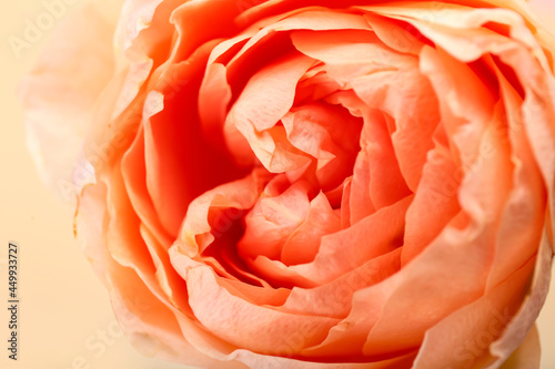 Beautiful peony rose as background  closeup