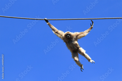 Tableau sur toile Common gibbon swinging from rope with blue sky in background