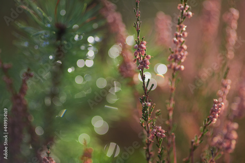 Kwitnące wrzosy są zwiastunem nadchodzącej jesieni, Fotografia zbliżeniowa, makro, rozmyte tło, pastel, bokeh.