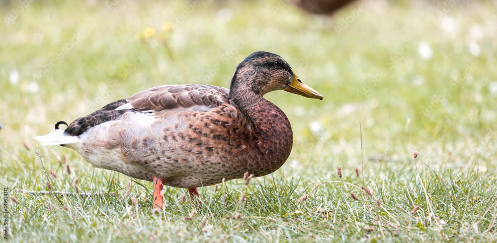 Wild duck in the park, close-up. Wild duck in the park, close-up.