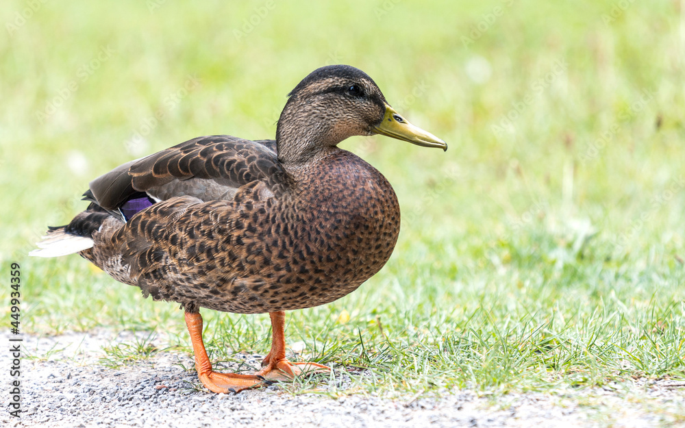 Wild duck in the park, close-up. Wild duck in the park, close-up.