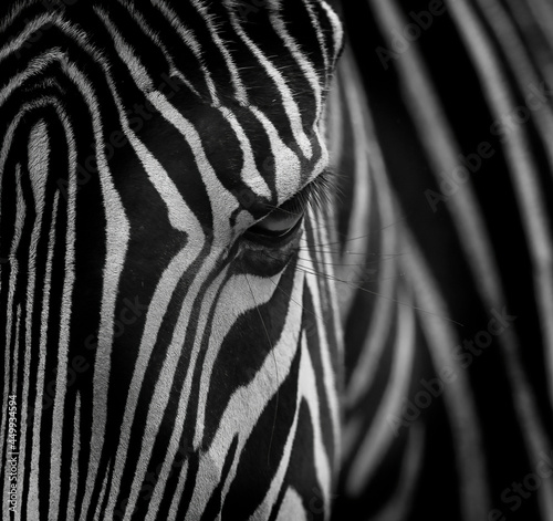 grevy zebra closeup