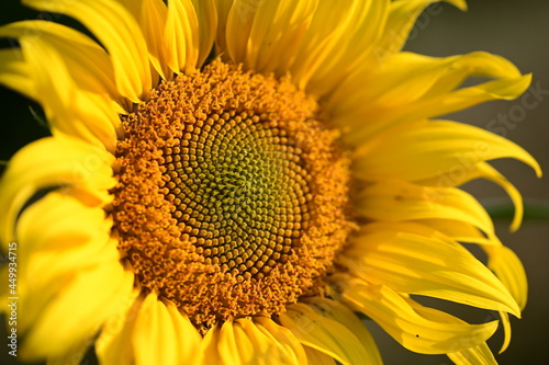 close up of sunflower