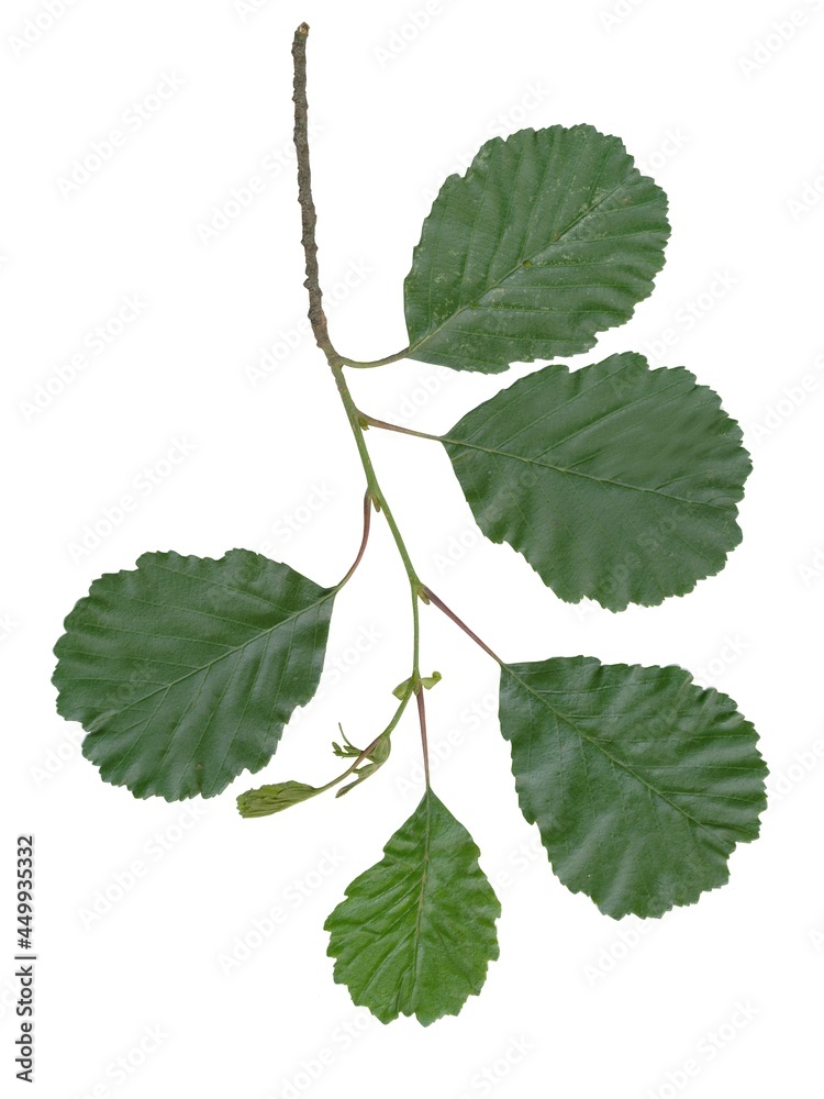 Fototapeta premium arrangement of various green leaves isolated close up