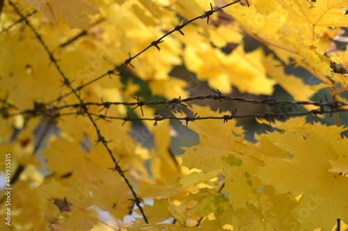autumn leaves on a tree