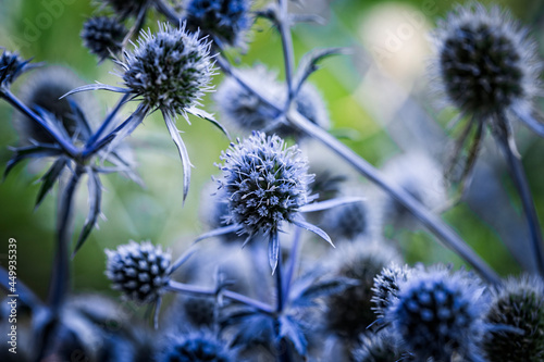 Close up of blue flowers, stems and leaves of thorny plant Eryngium planum, or the blue eryngo or flat sea holly. Natural floral blue background.