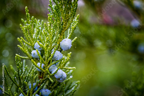 Close up of berry-like blue-black with a whitish waxy bloom female ?ones in the leafage of savin juniper evergreen shrub or Juniperus sabina photo