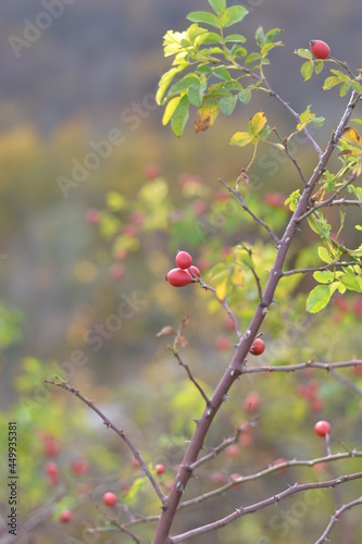 red berries on a branch