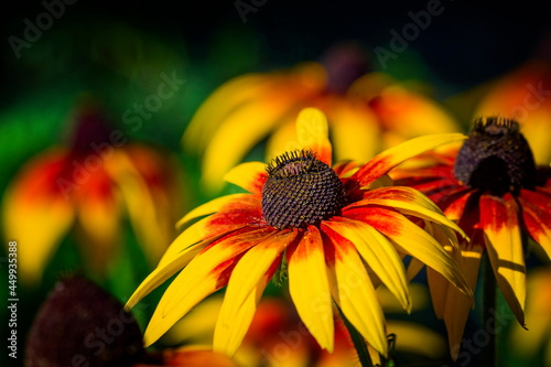 Close-up of a large yellow orange beautiful Rudbeckia flower also known as Black-eyed Susan or coneflower in the garden. Garden summer ornamental flowers. Selective focus. Floral background photo