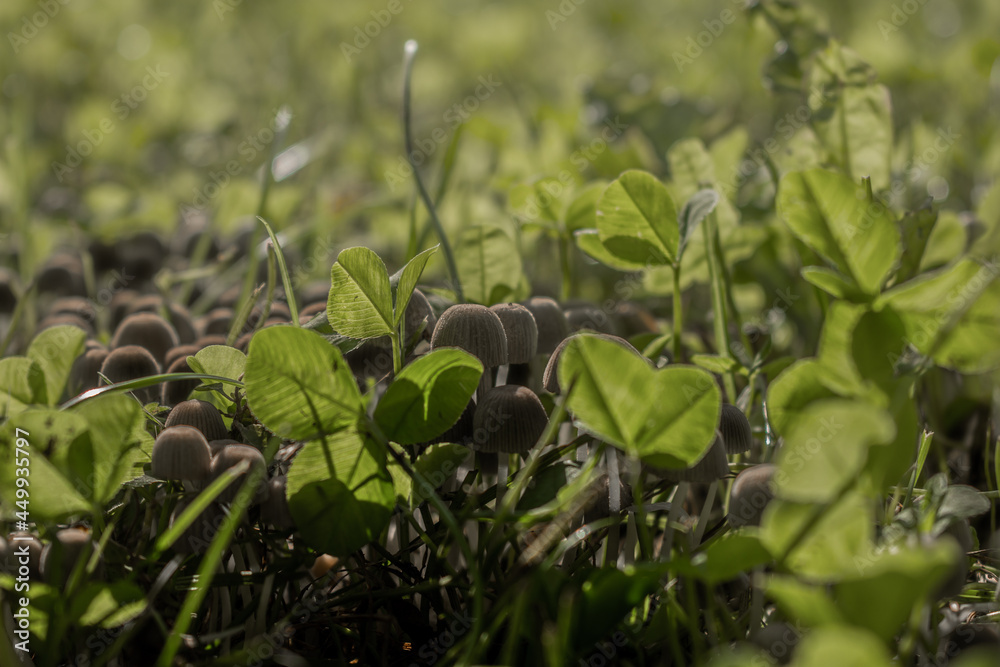 surreal brown mushrooms in green shamrocks 